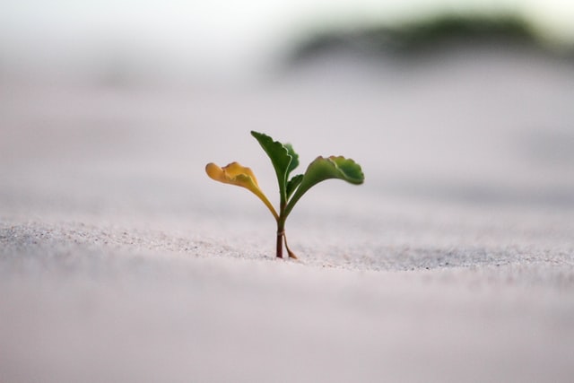 ถ้า Growth Mindset คือกุญแจสู่ความสำเร็จขององค์กร แล้วเราจะสร้างขึ้นมาได้อย่างไร